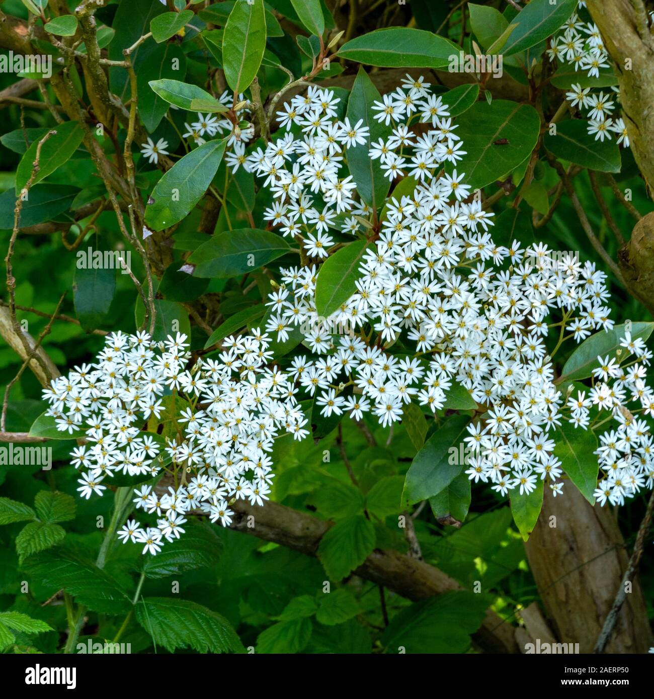White flowering daisy bush (Olearia cheesemanii) in Colonsay House Gardens in May, Scotland, UK Stock Photo