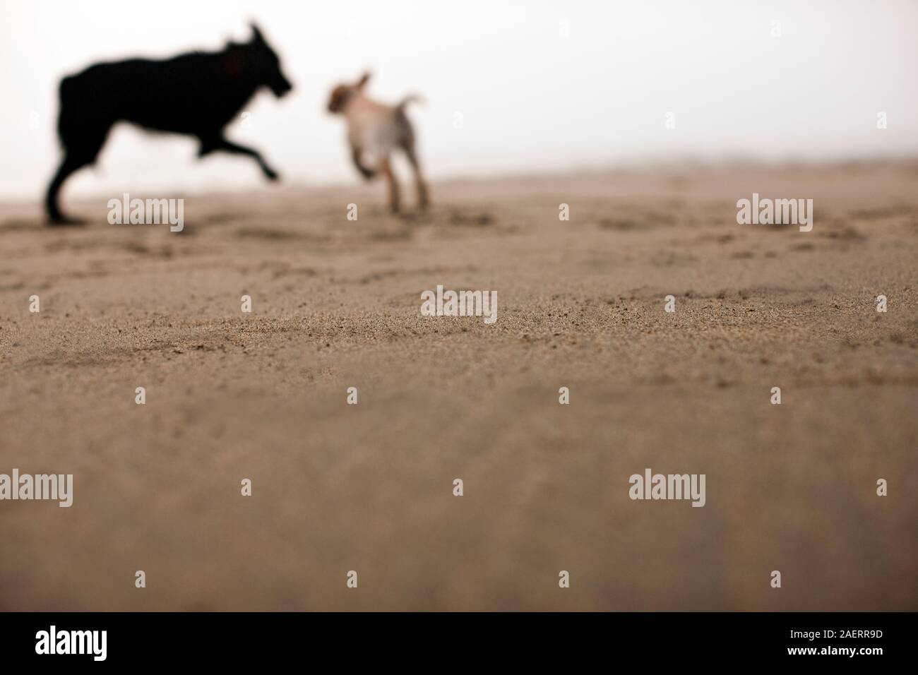 Two dogs playing on the beach Stock Photo - Alamy