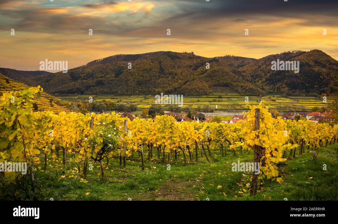 Famous Spitz village with autumn vineyards in Wachau valley, Austria. Stock Photo