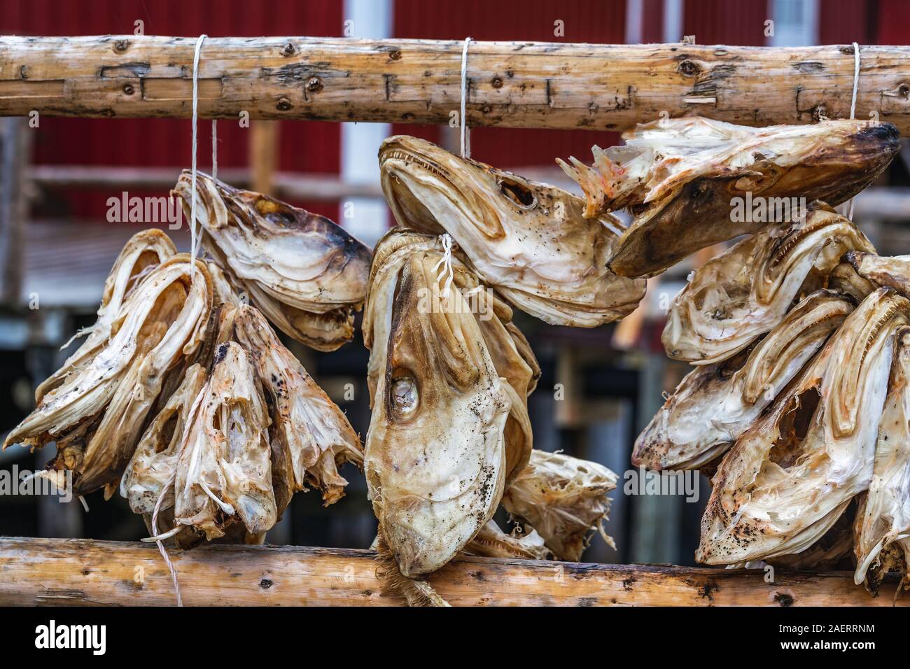 Dry cod in the small fishing village of Nusfjord, Lofoten islands ...