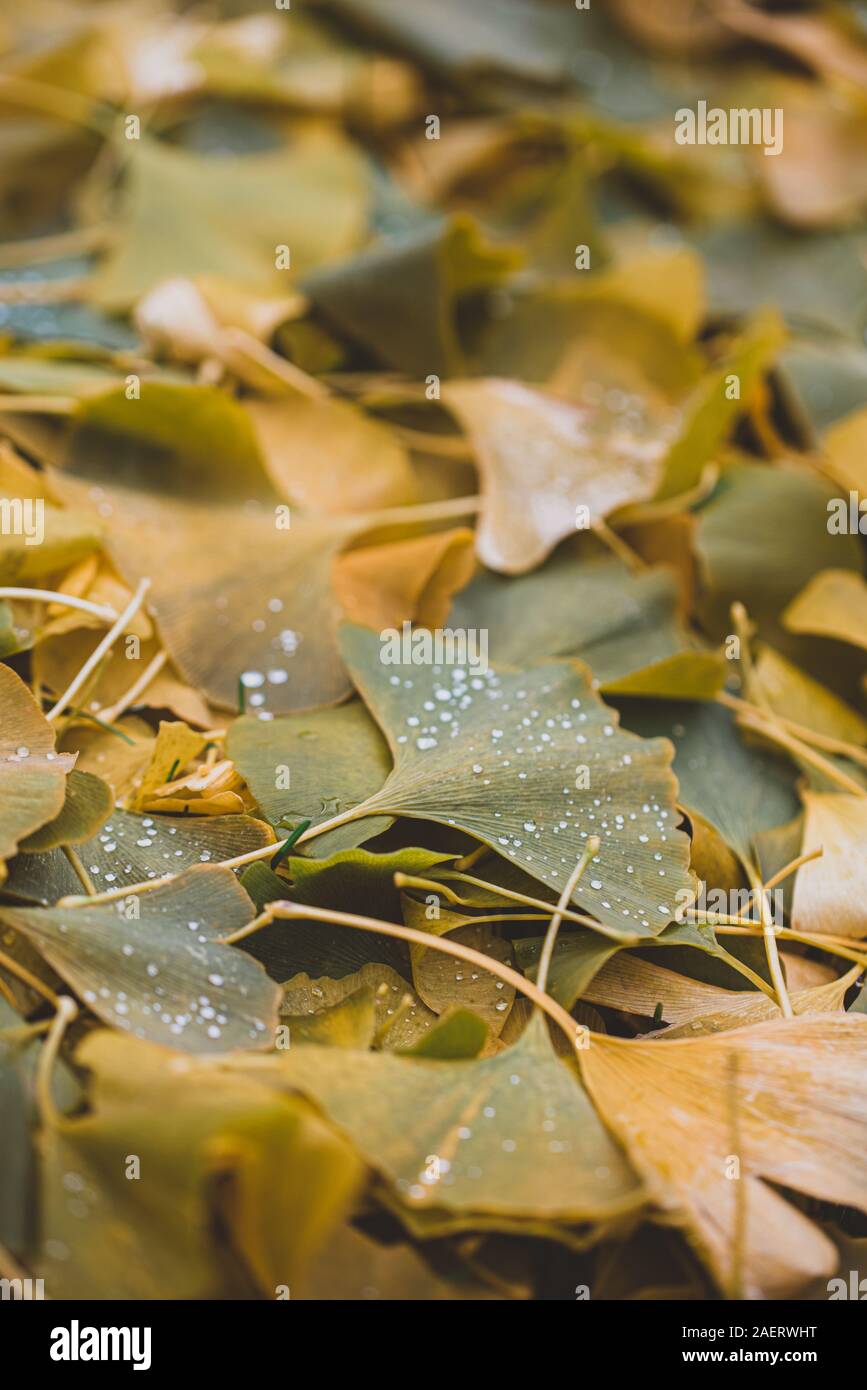 Close up image of fallen wet green and yellow leaves on the ground. Stock Photo