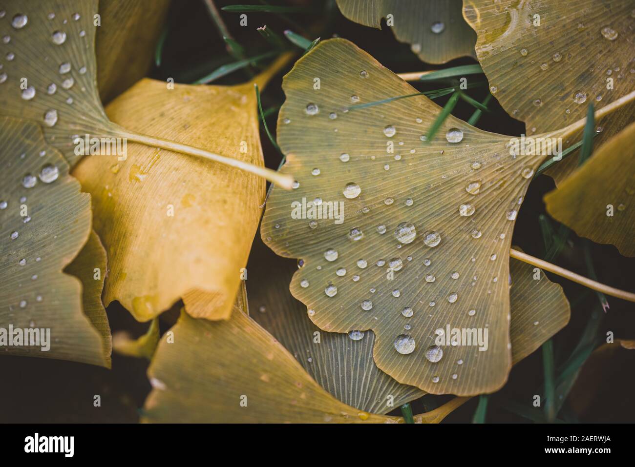 Close up of water droplets on green and yellow leaves on the ground. Stock Photo