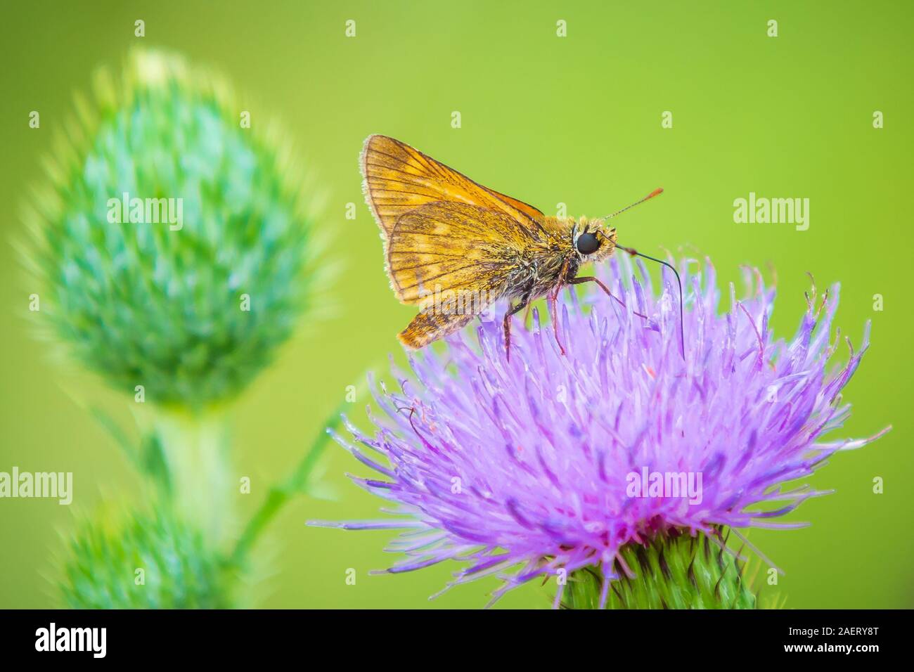 Closeup of a large skipper Ochlodes sylvanus butterfly on a purple thistle flowers drinking nectar. Stock Photo