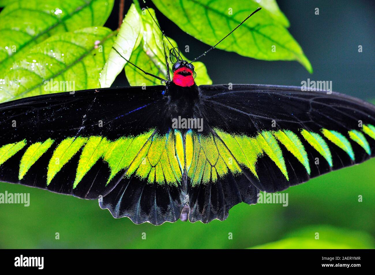 Trogonoptera Brookiana High Resolution Stock Photography And Images Alamy
