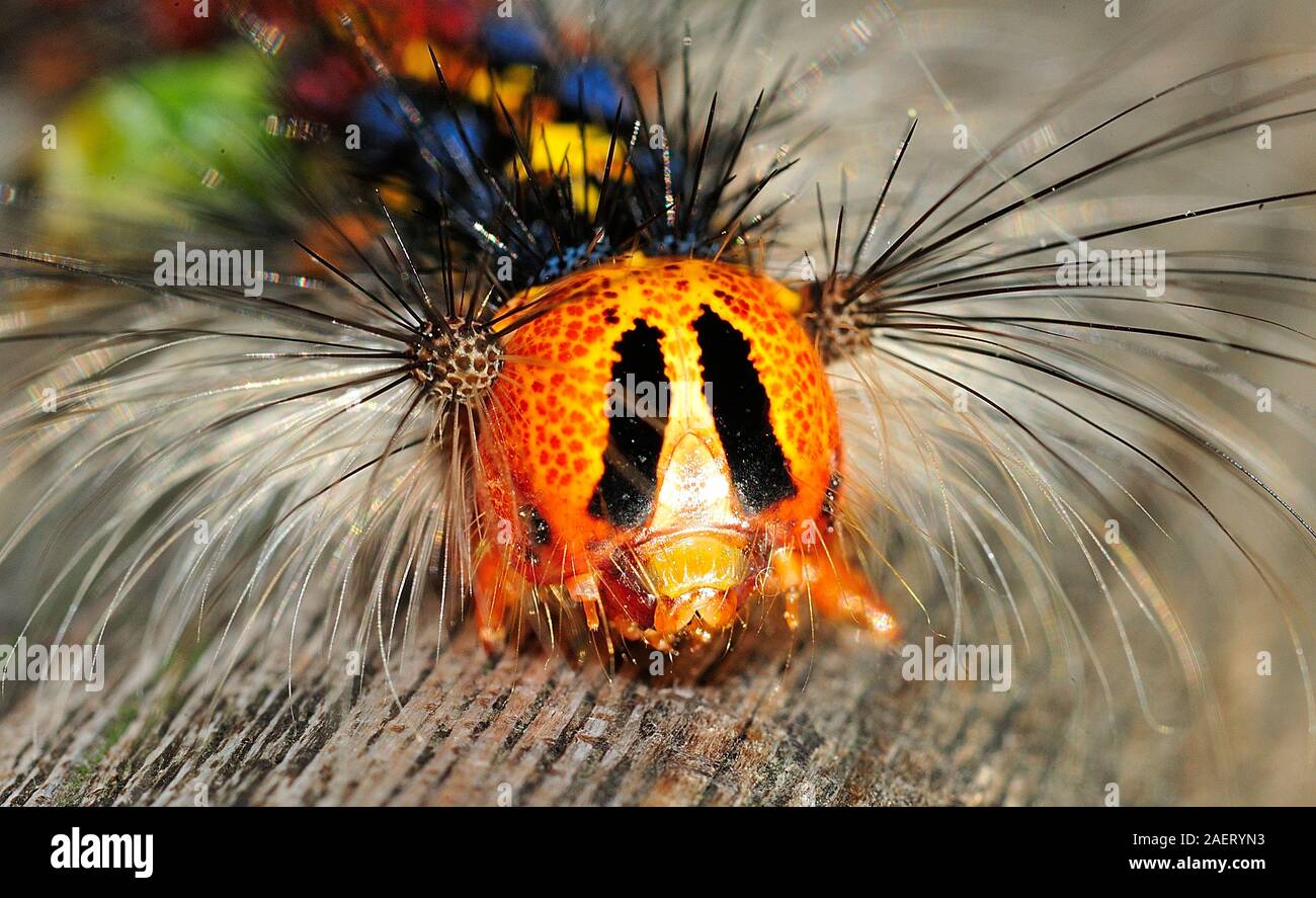 Lymantria Dispar Asiatica High Resolution Stock Photography and Images ...