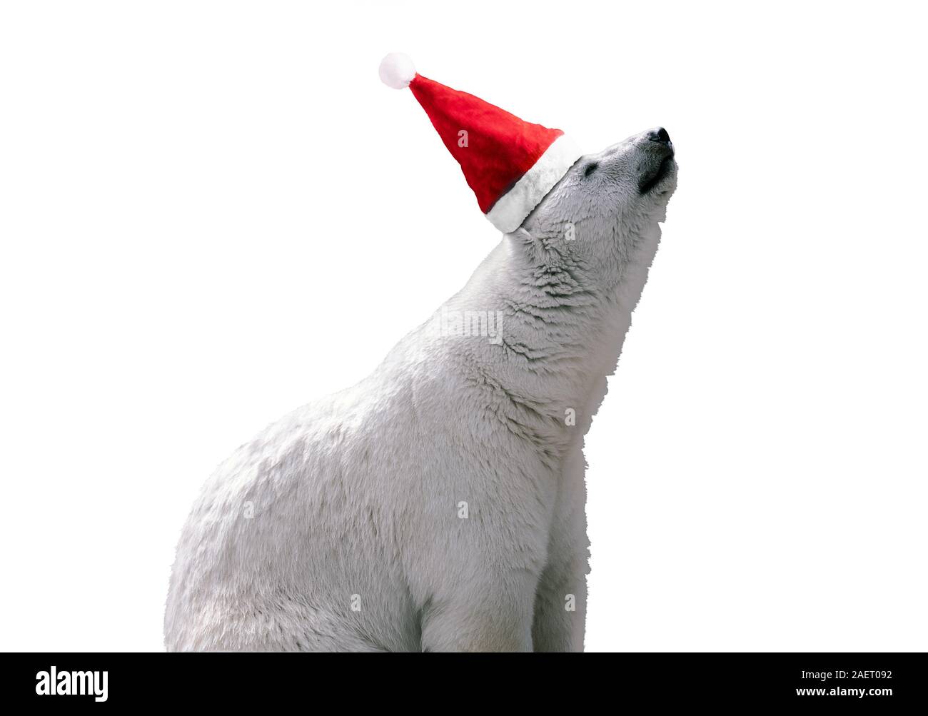 White polar bear in red Santa hat. Isolated on white background, merry ...