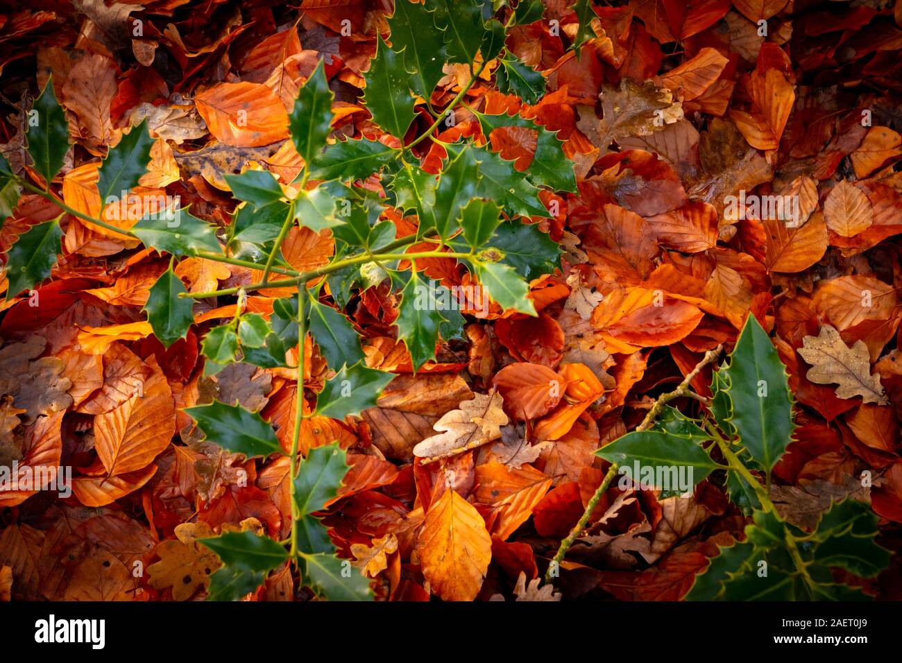 dried falled autumn leaves of the fall season with beautiful colors for background Stock Photo