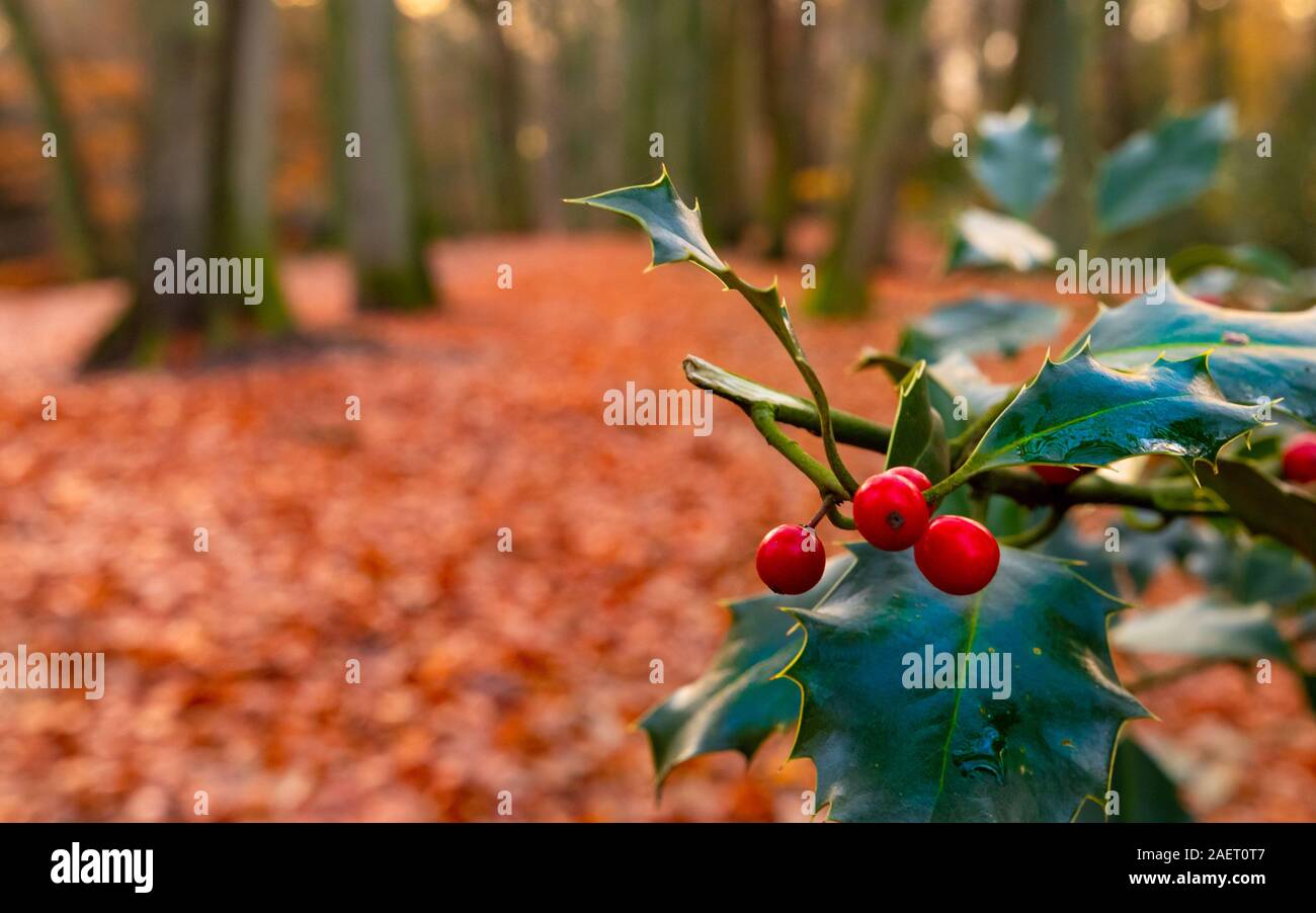 autumn red cherry fruit with fall leaves as background Stock Photo