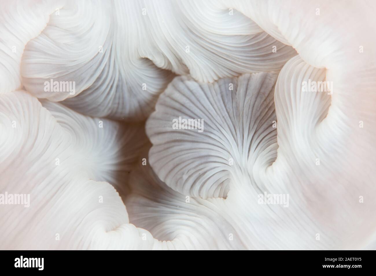 Detail of the mouth of a Magnificent anemone, Heteractis magnifica, growing on a coral reef in Indonesia. Anemones are similar to massive coral polyps. Stock Photo
