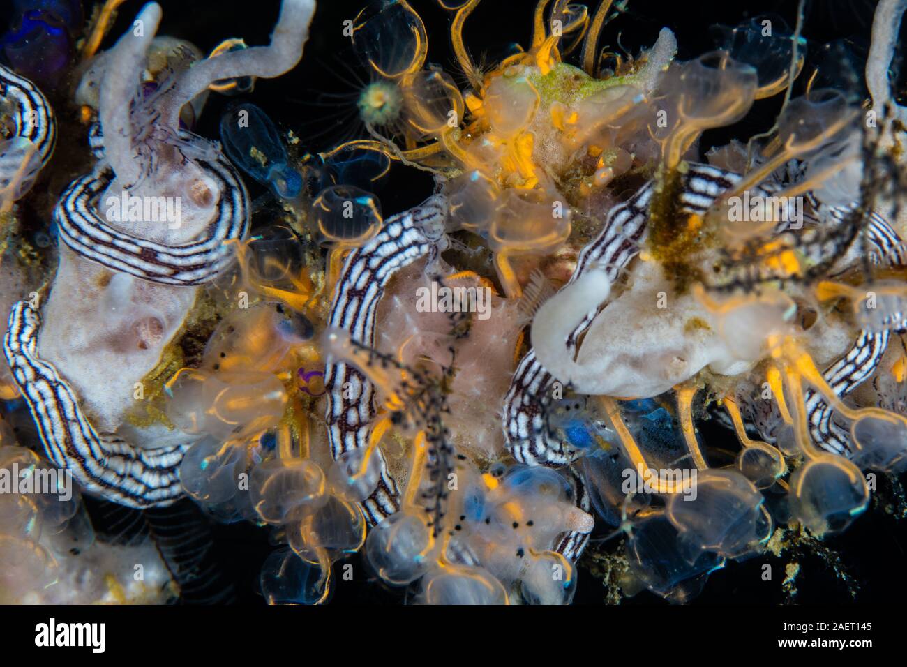 Tunicates, sponges, and sea cucumbers aggregate on a coral reef in Lembeh, Indonesia. This