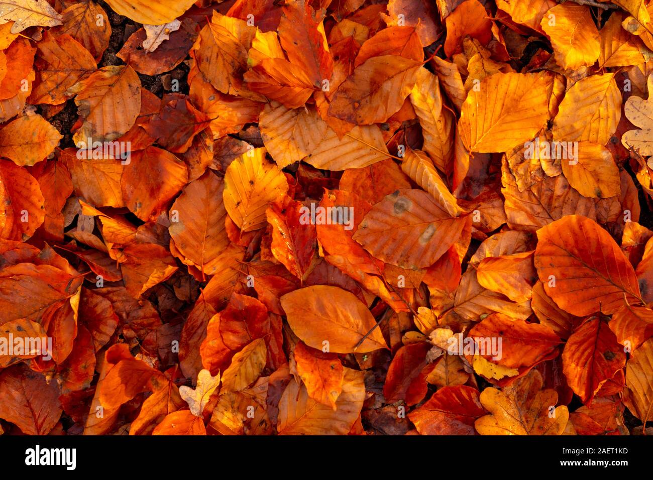 dried falled autumn leaves of the fall season with beautiful colors for background Stock Photo