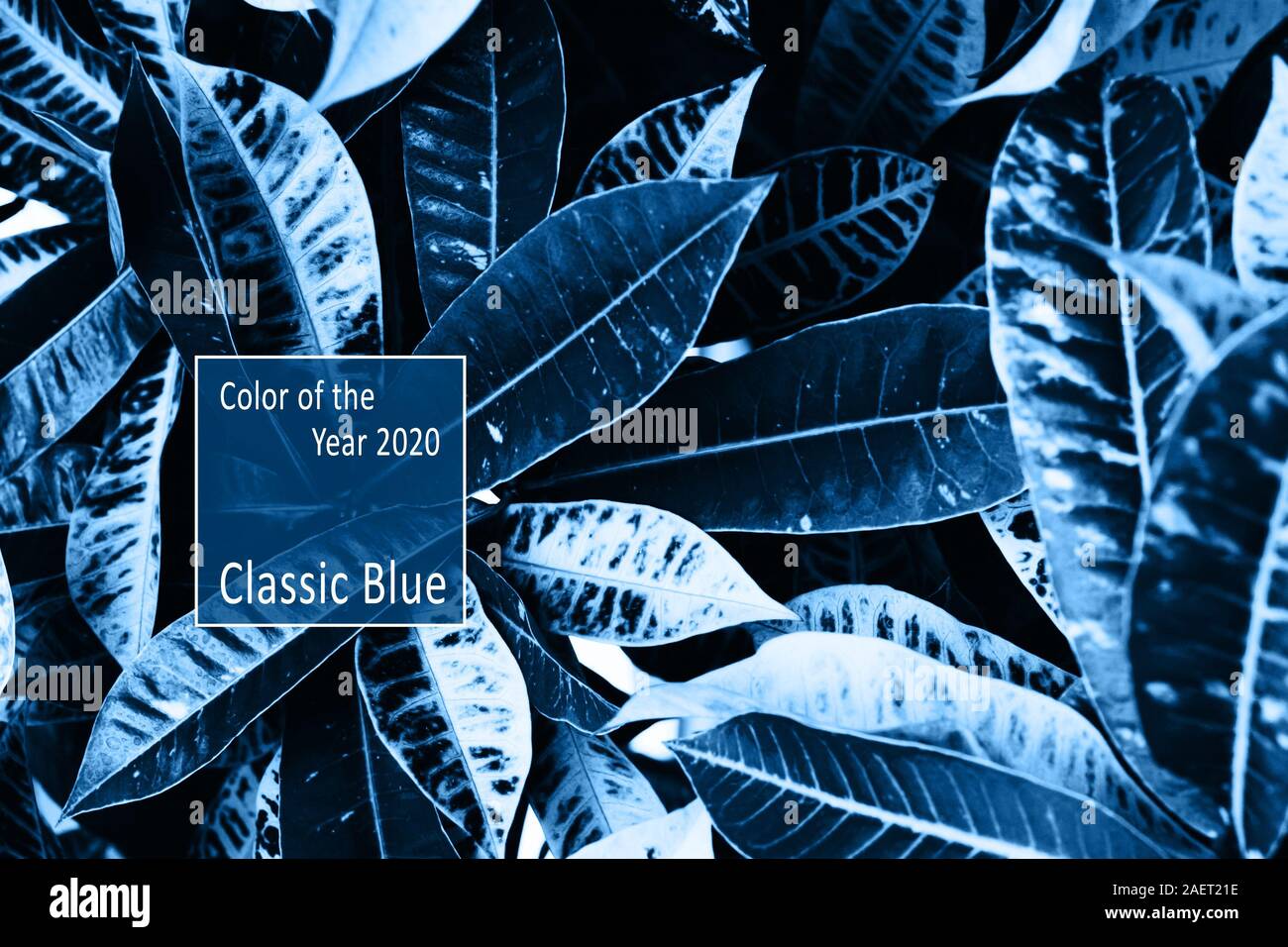 Color of the Year 2020 Classic Blue Pantone. Beautiful elongated large tropical leaves intertwined. Contrast background. Black and white tinted photo. Stock Photo