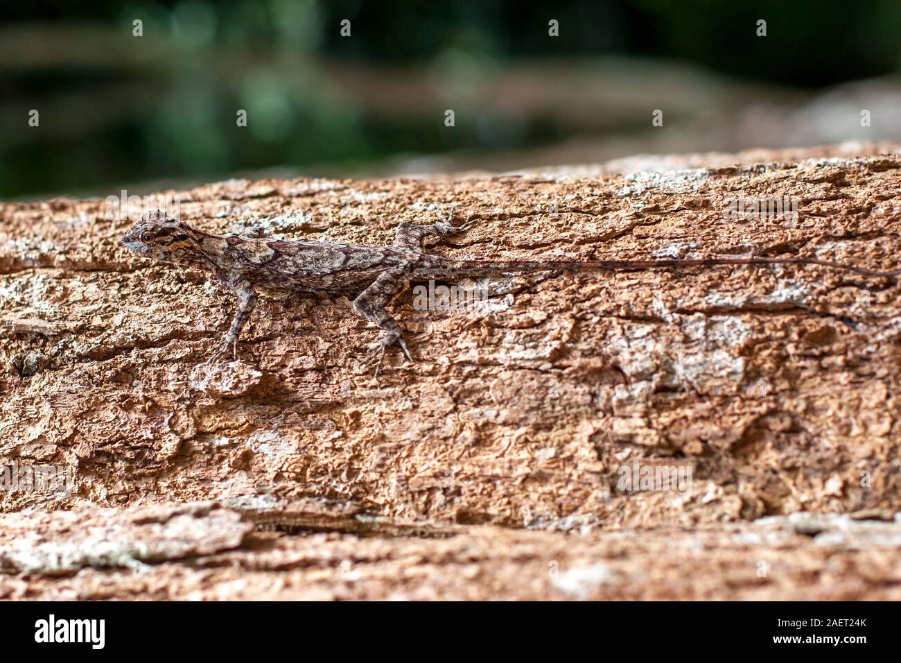 The lizard disguises itself on a tree trunk and is almost invisible. Spotted skin like a tree bark. A long tail. Selective focus on the head. Stock Photo