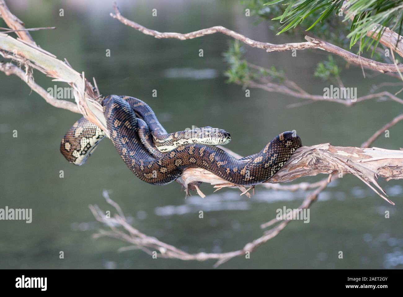 Python resting hi-res stock photography and images - Alamy