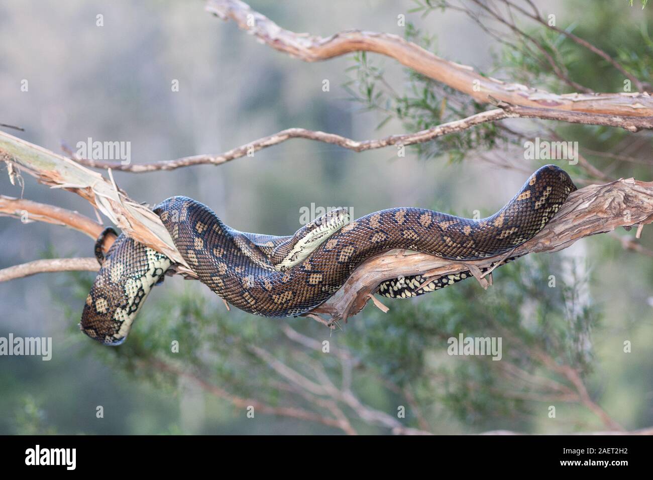 Python resting hi-res stock photography and images - Alamy