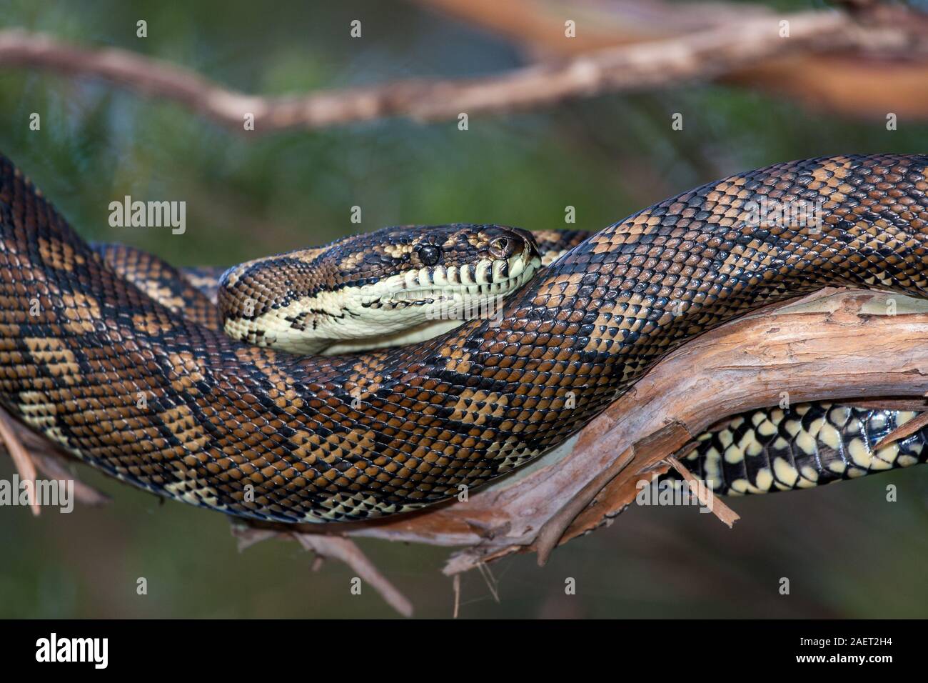Python resting hi-res stock photography and images - Alamy