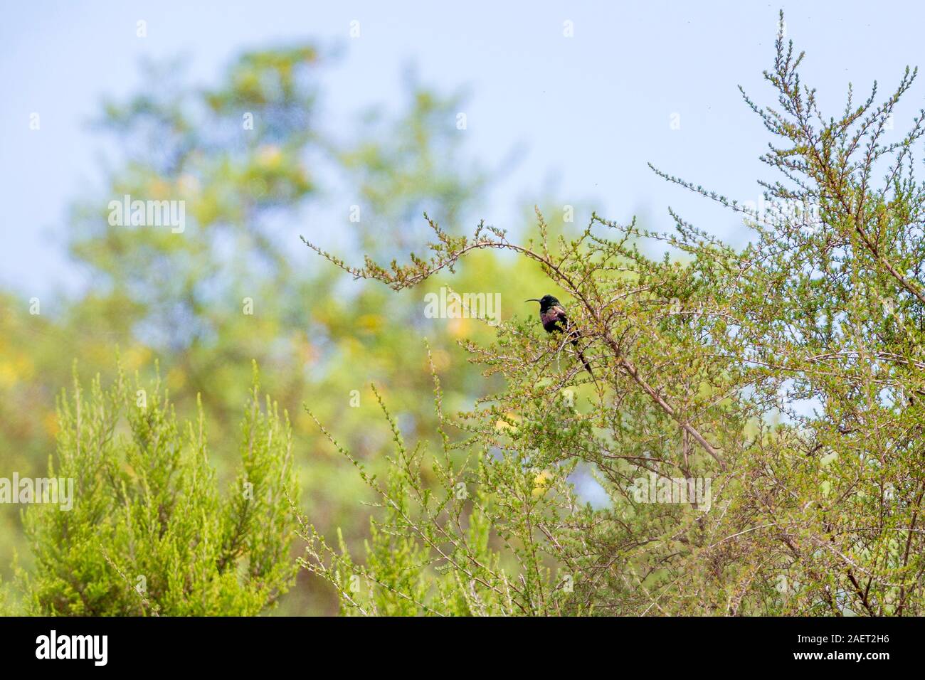 A single male Golden-winged sunbird on the edge of a bush, wide landscape format, Aberdare National Park, Kenya Highlands, Kenya, Africa Stock Photo