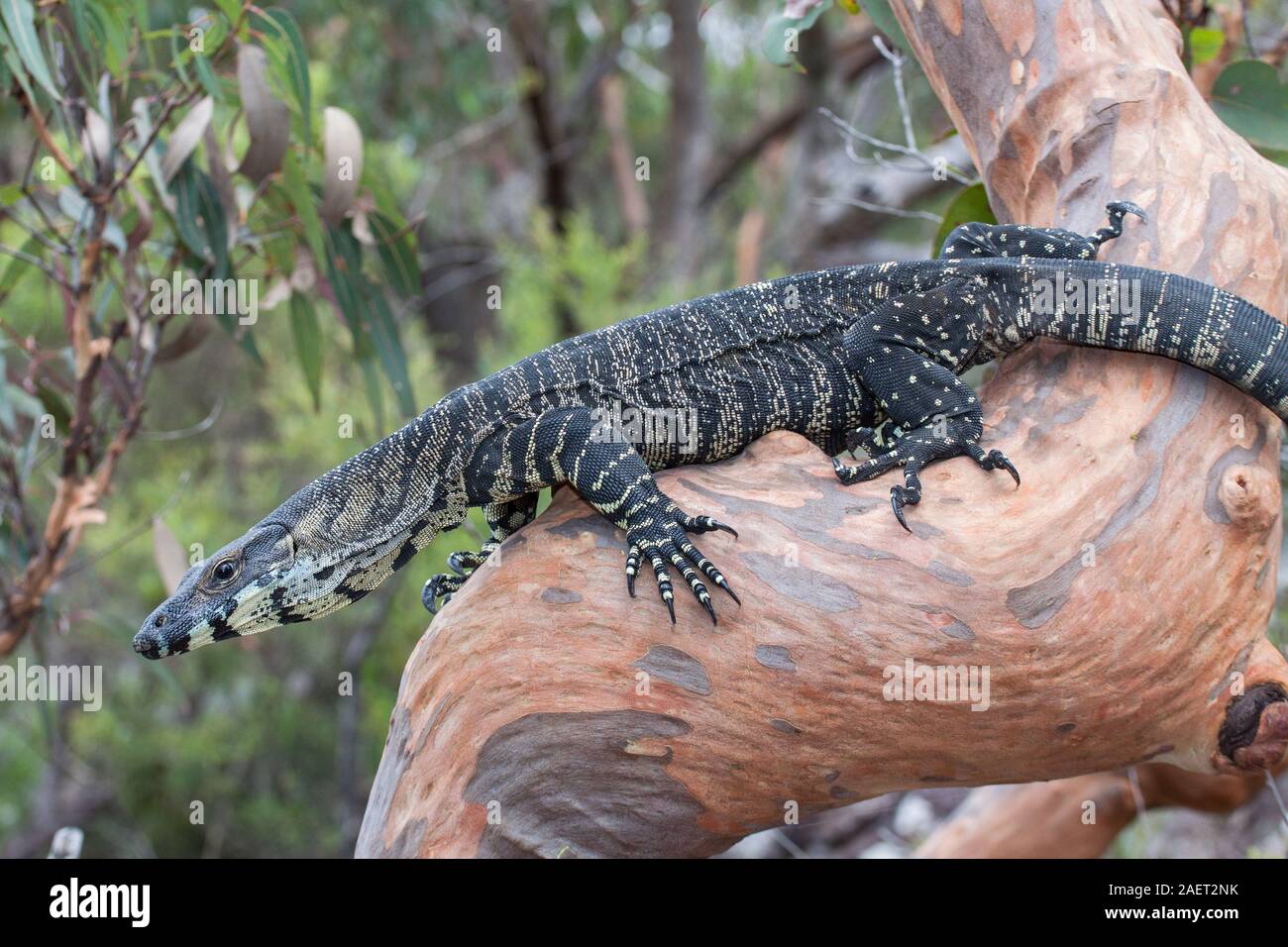 Lace Monitor lizard on tree limb Stock Photo Alamy