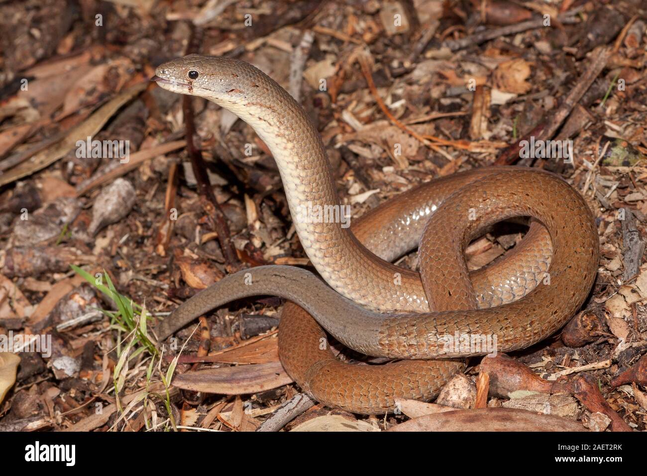 Common Scallyfoot legless lizard showing tail regrowth Stock Photo