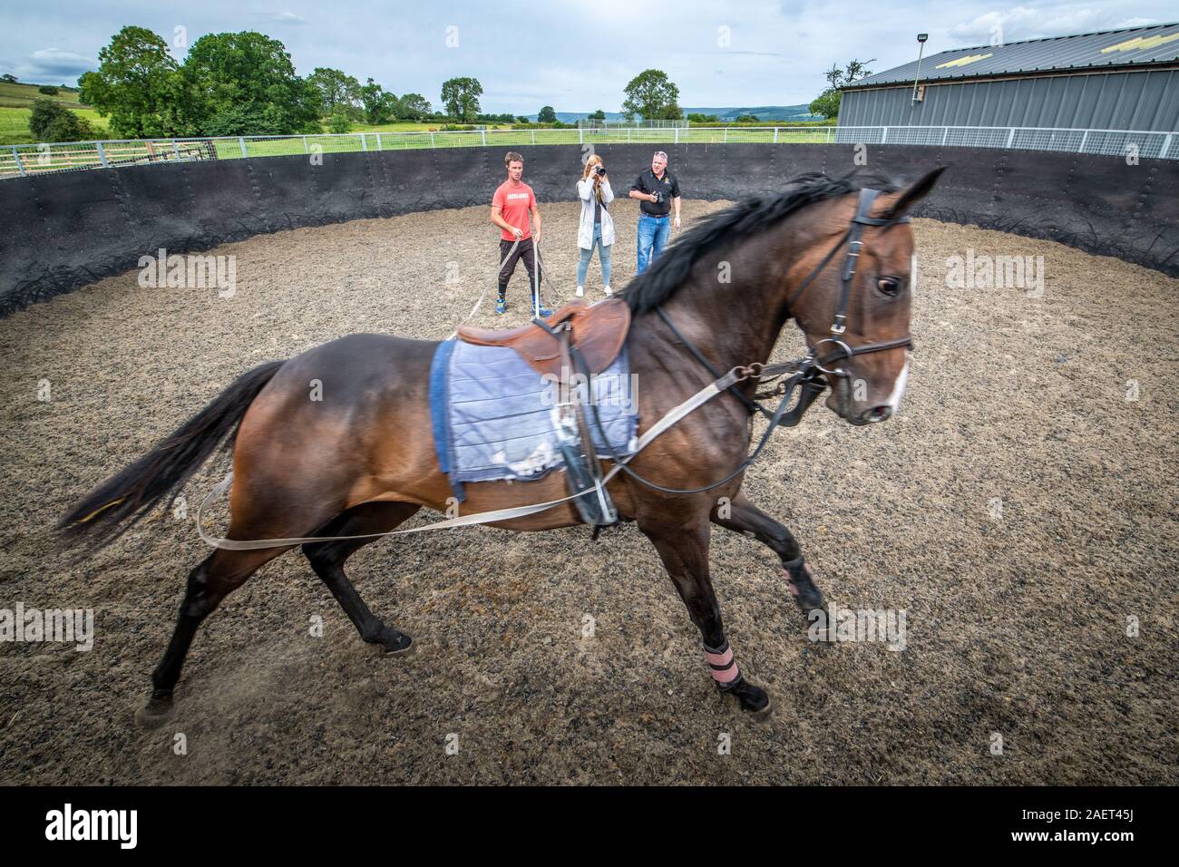 Middleham, England A trainer leads a horse around a small arena
