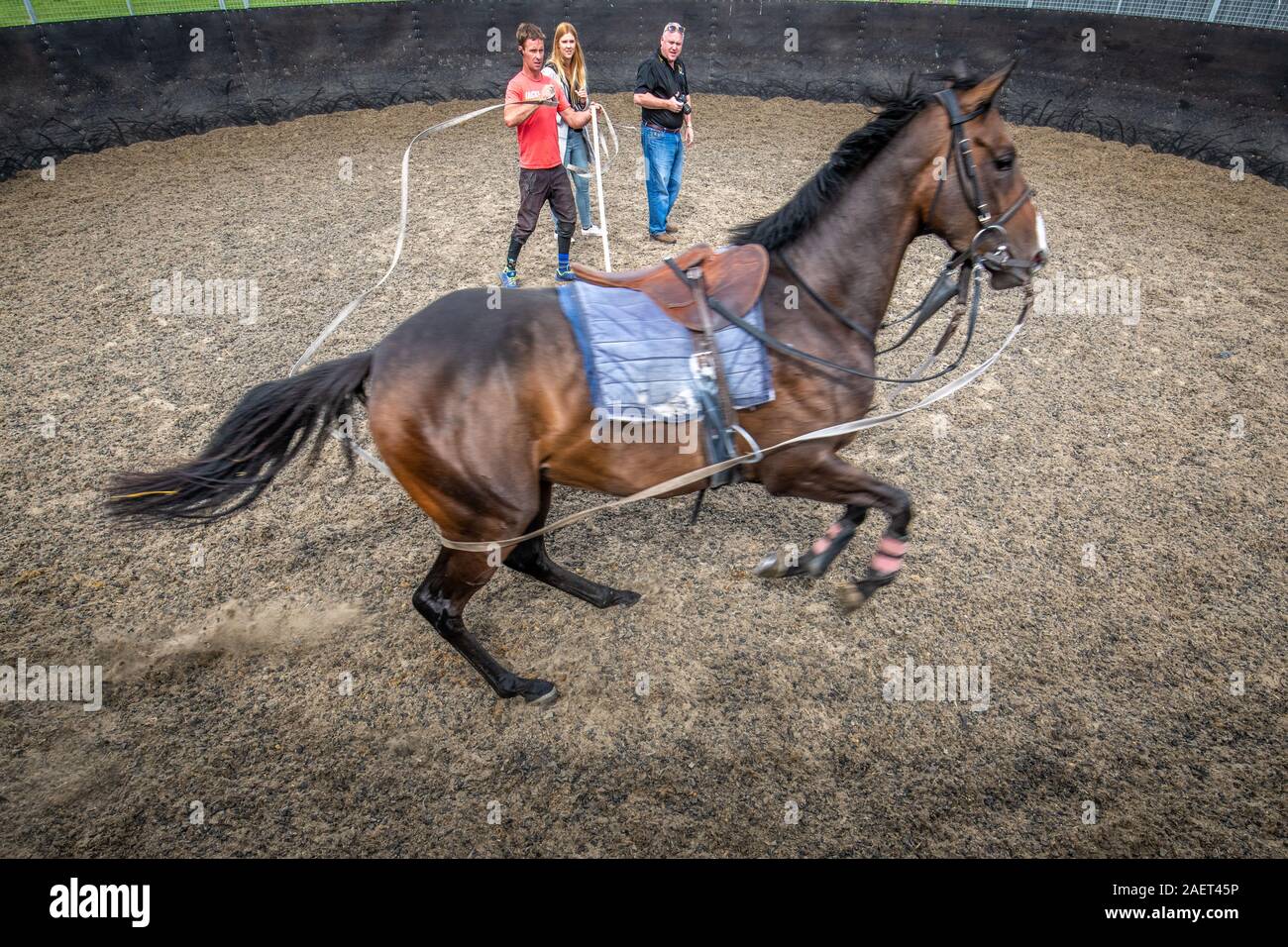 Middleham, England A trainer leads a horse around a small arena