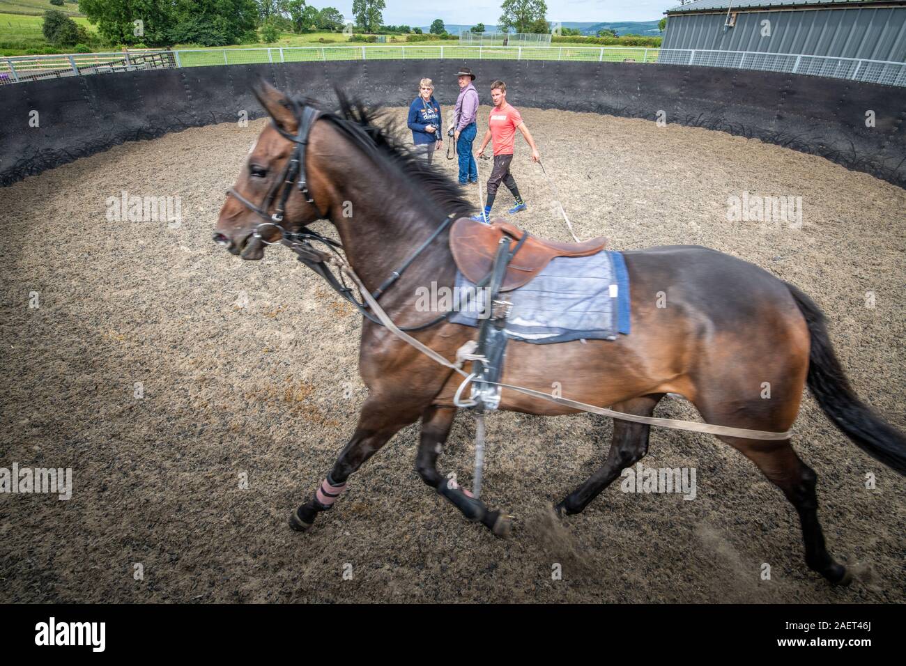 Middleham, England A trainer leads a horse around a small arena