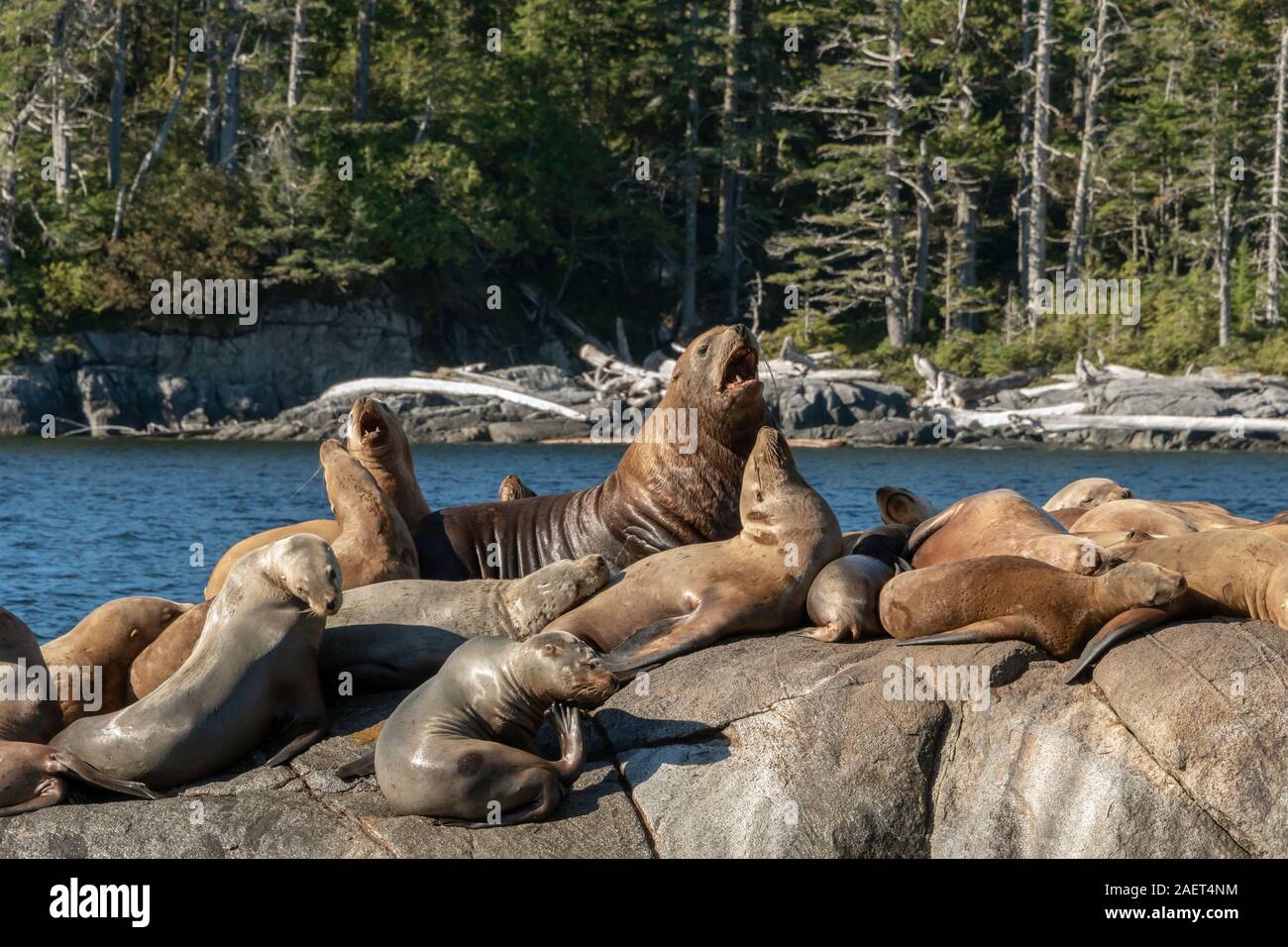 Raft of curious young Steller's sea lions, near Campania Island, British Columbia Stock Photo