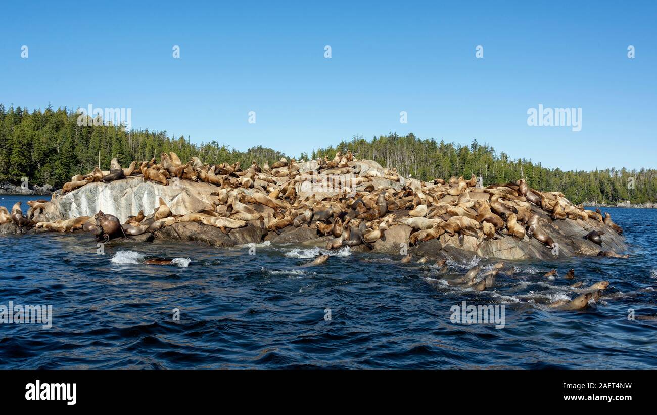 Large colony of Steller's sea lions on the rocks, near Campania Island, British Columbia Stock Photo