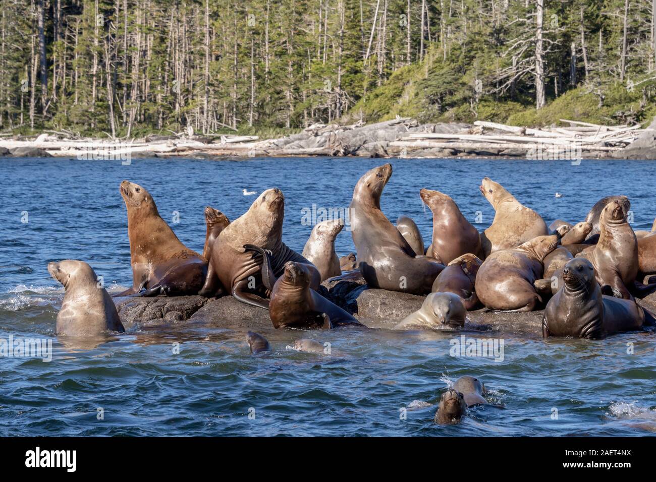 Stellar's sea lions basking on sunlit rocks, near Campania Island, British Columbia Stock Photo