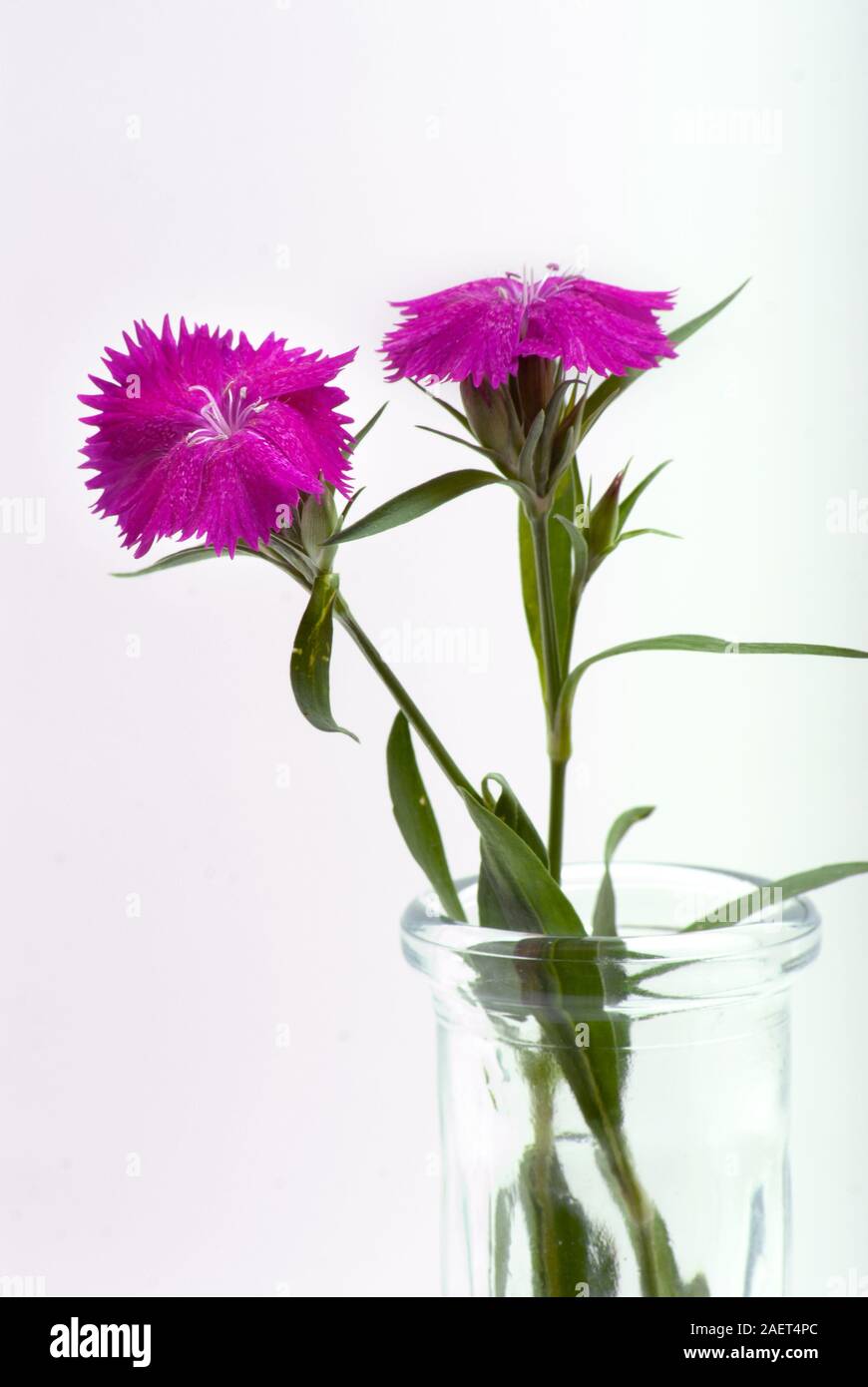 Sweet William flowers cut from the garden and placed in a glass vase Stock Photo