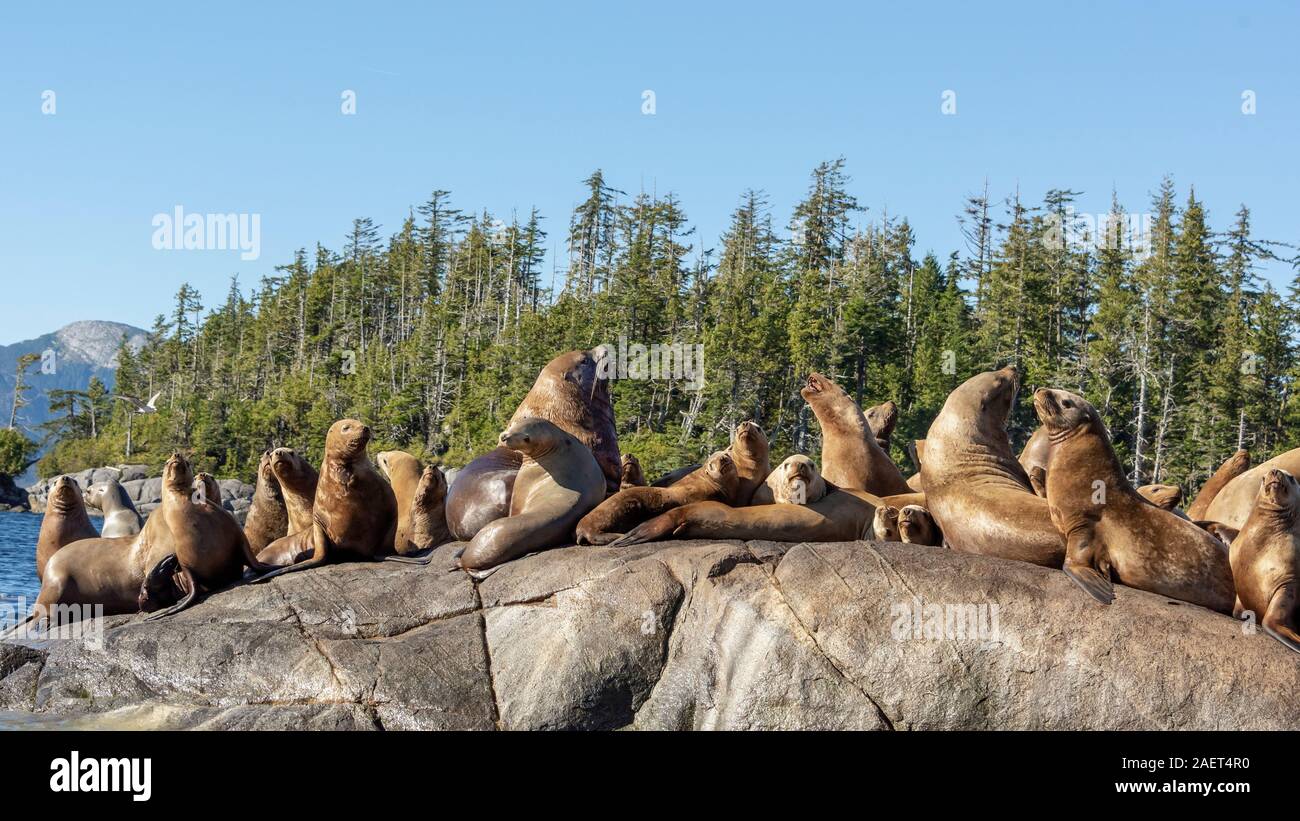 Steller sea lion (Eumetopias jubatus) with beach master, near Campania Island, British Columbia Stock Photo