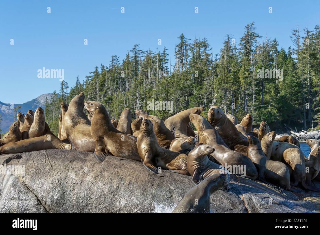 Steller sea lion (Eumetopias jubatus) haulout, Sea Lion Rocks,near Campania Island, British Columbia Stock Photo