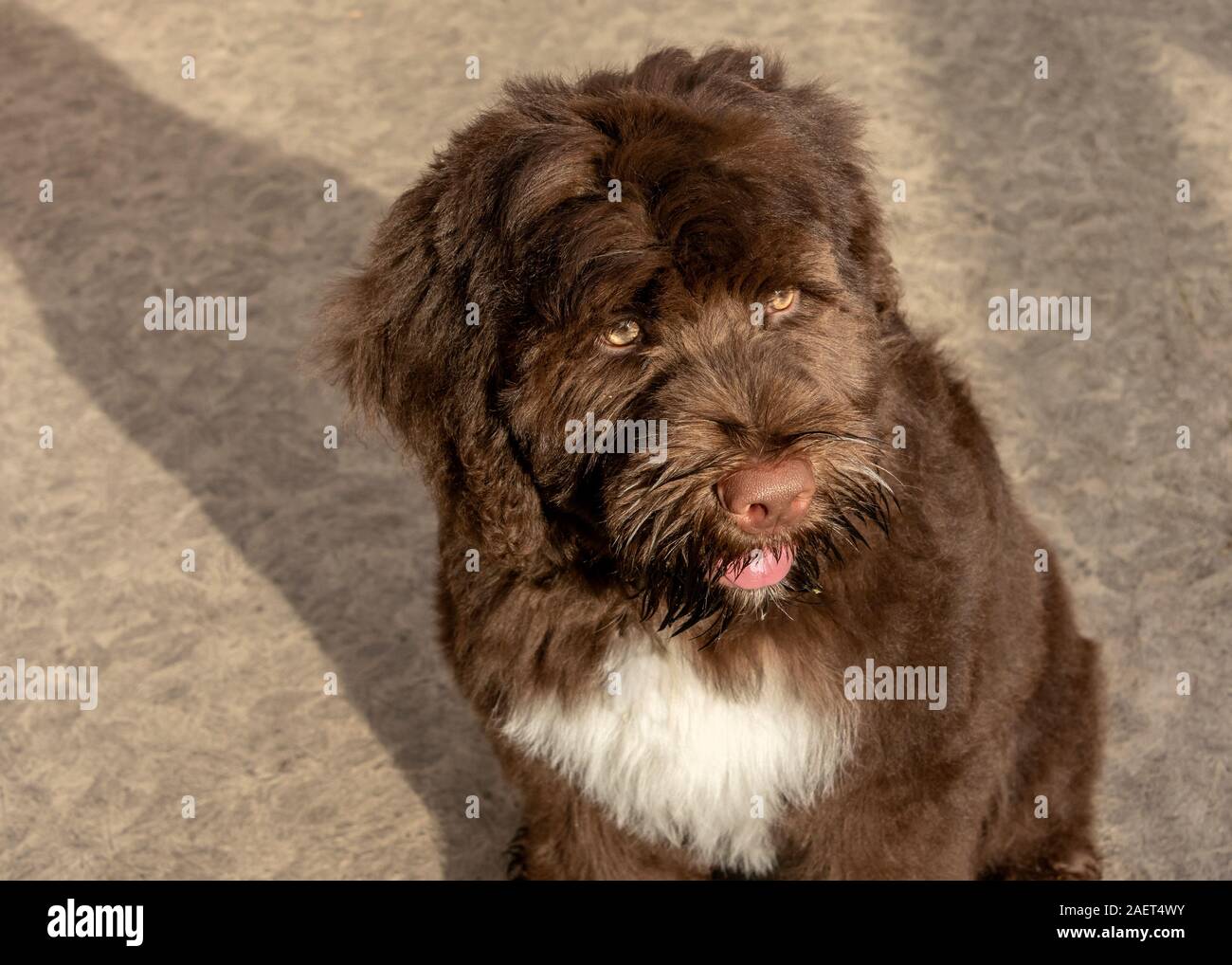 Chocolate Portuguese Water Dog 3 month old puppy Stock Photo