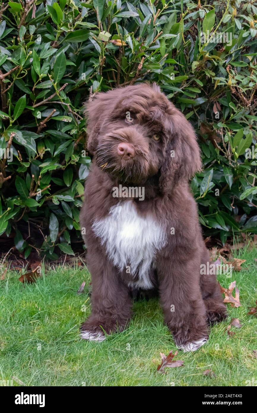 Portuguese Water Dog puppy at 3 and one half months, head tilt Stock Photo