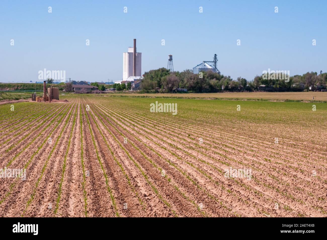 Fresh seedlings of corn growing in long rows on a farm in rural Colorado, USA Stock Photo