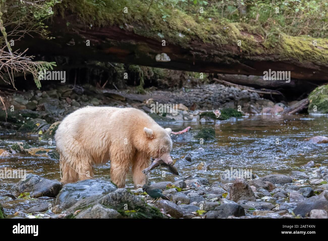 Tapeworm hires stock photography and images Alamy