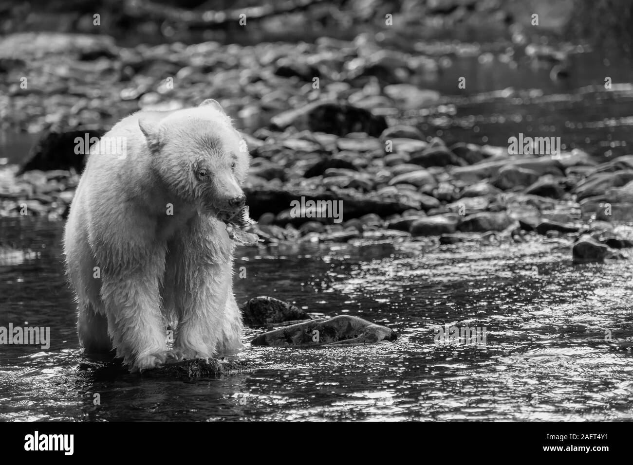 Down the hatch, spirit bear eating salmon, Gribbell Island, British Columbia BW Stock Photo