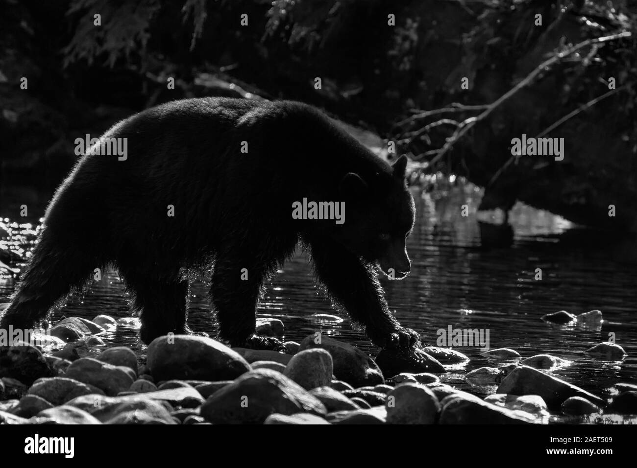 Backlit black bear hunting for salmon, Riordan Creek, Gribbell Island, British Columbia, BW Stock Photo