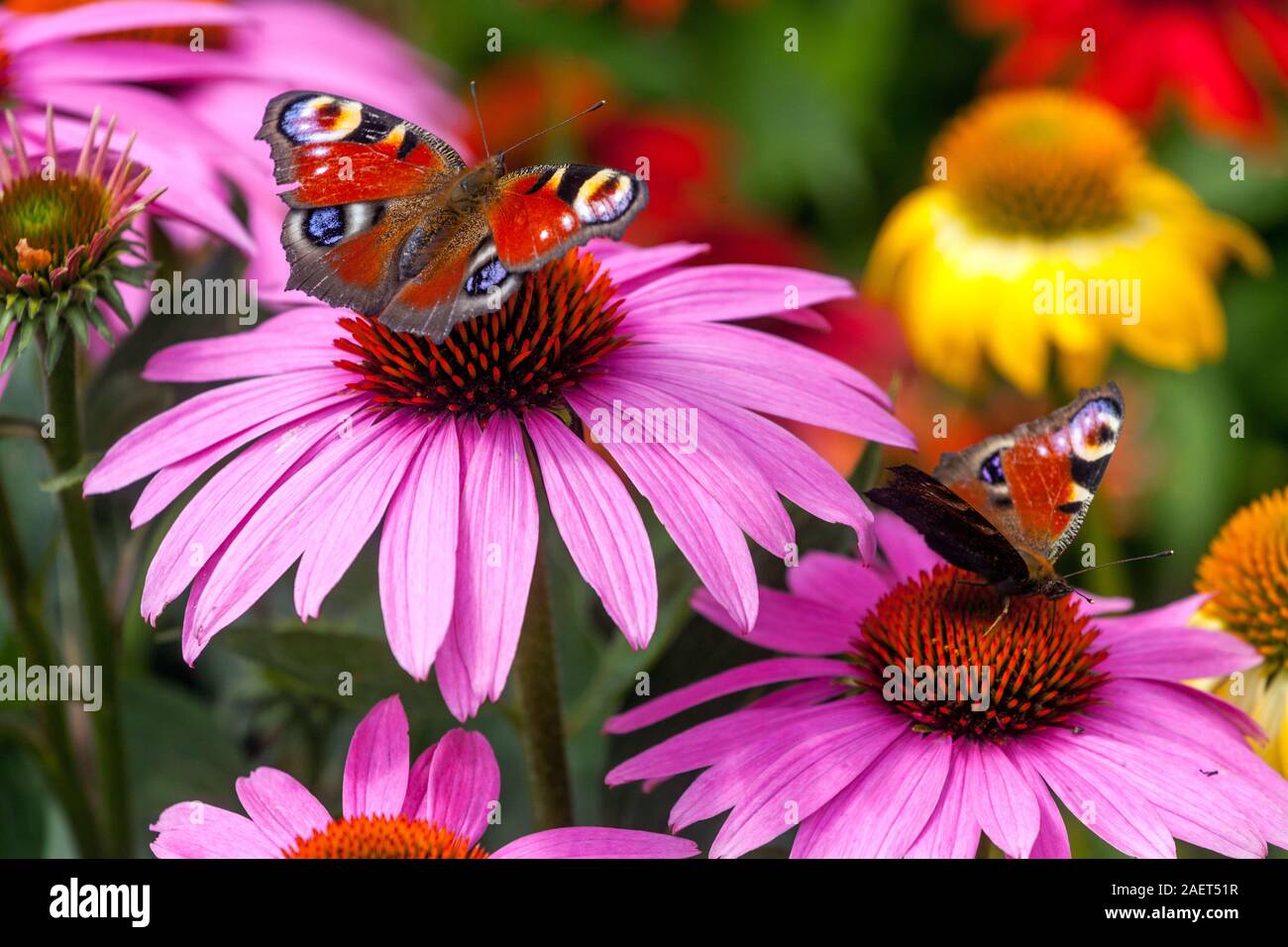 Two Peacock Butterfly garden flowers collecting nectar on flower Inachis io sitting on purple coneflower Echinacea Magnus Stock Photo