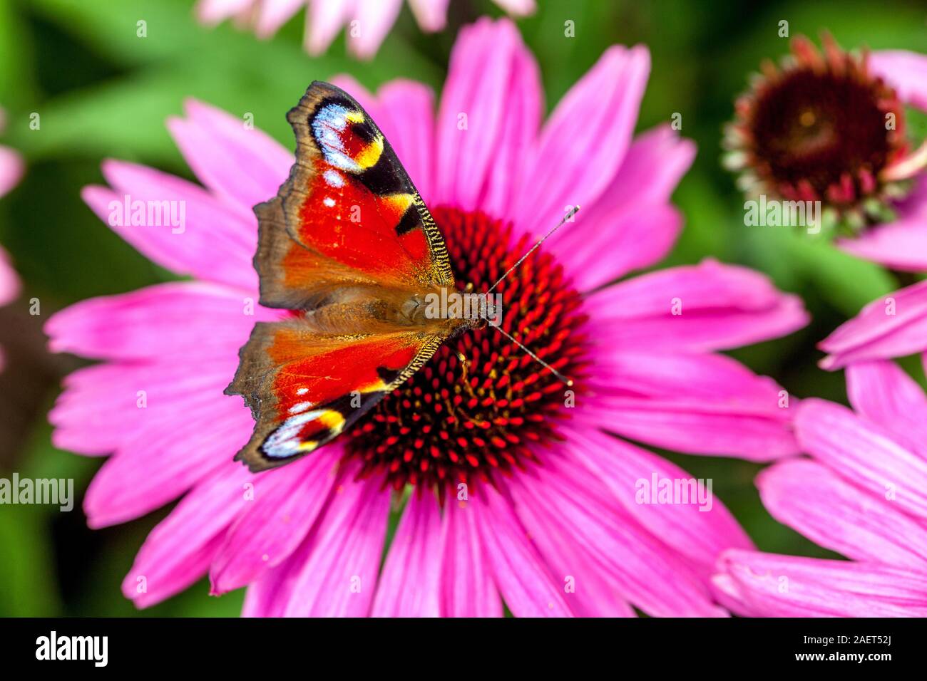 Peacock Butterfly garden flowers sucking nectar on flower Inachis io sitting on purple coneflower Peacock butterfly flower Stock Photo