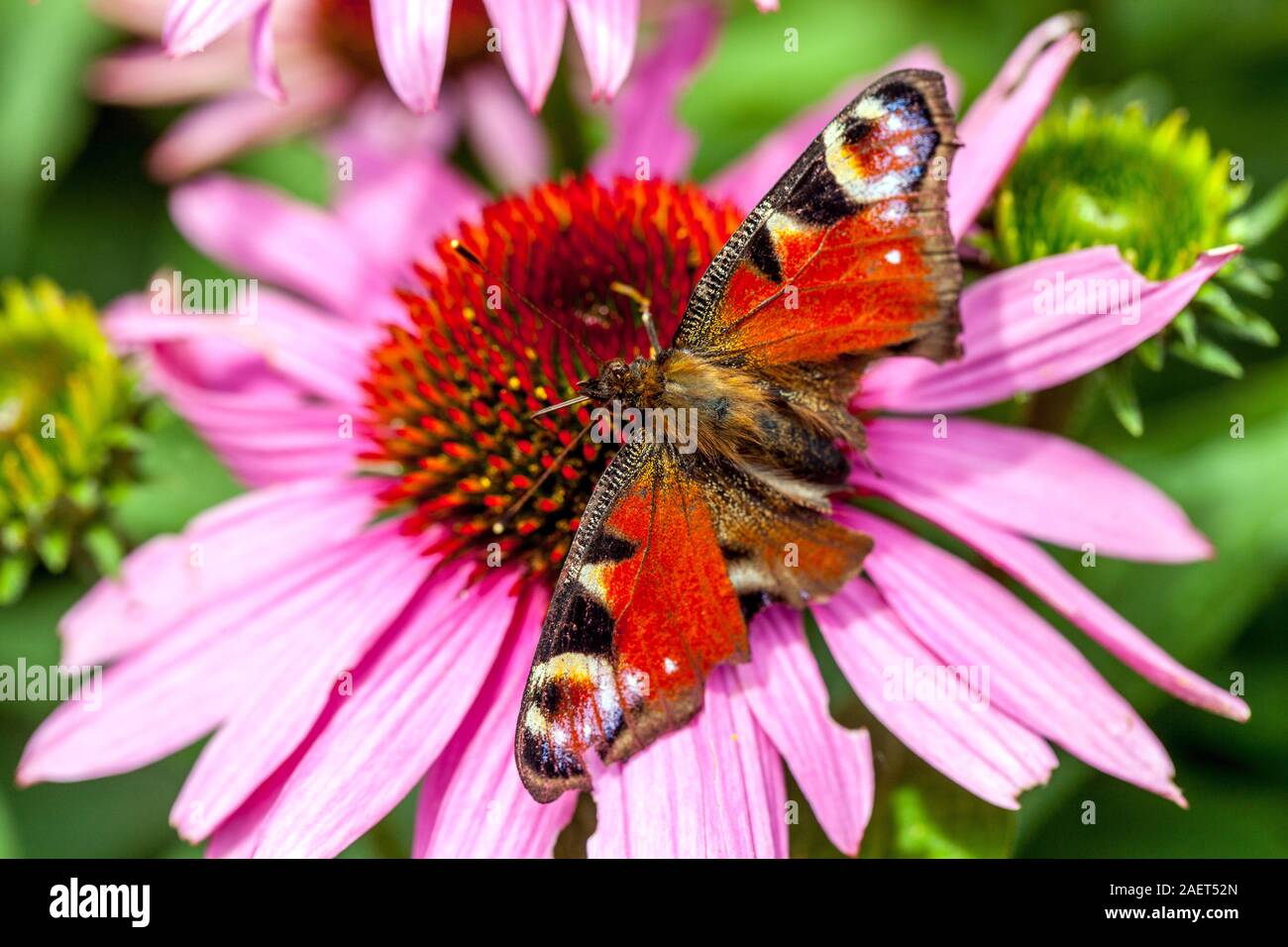 Peacock butterfly Inachis io garden flowers sitting on coneflower sucks nectar damaged old wings broken Stock Photo