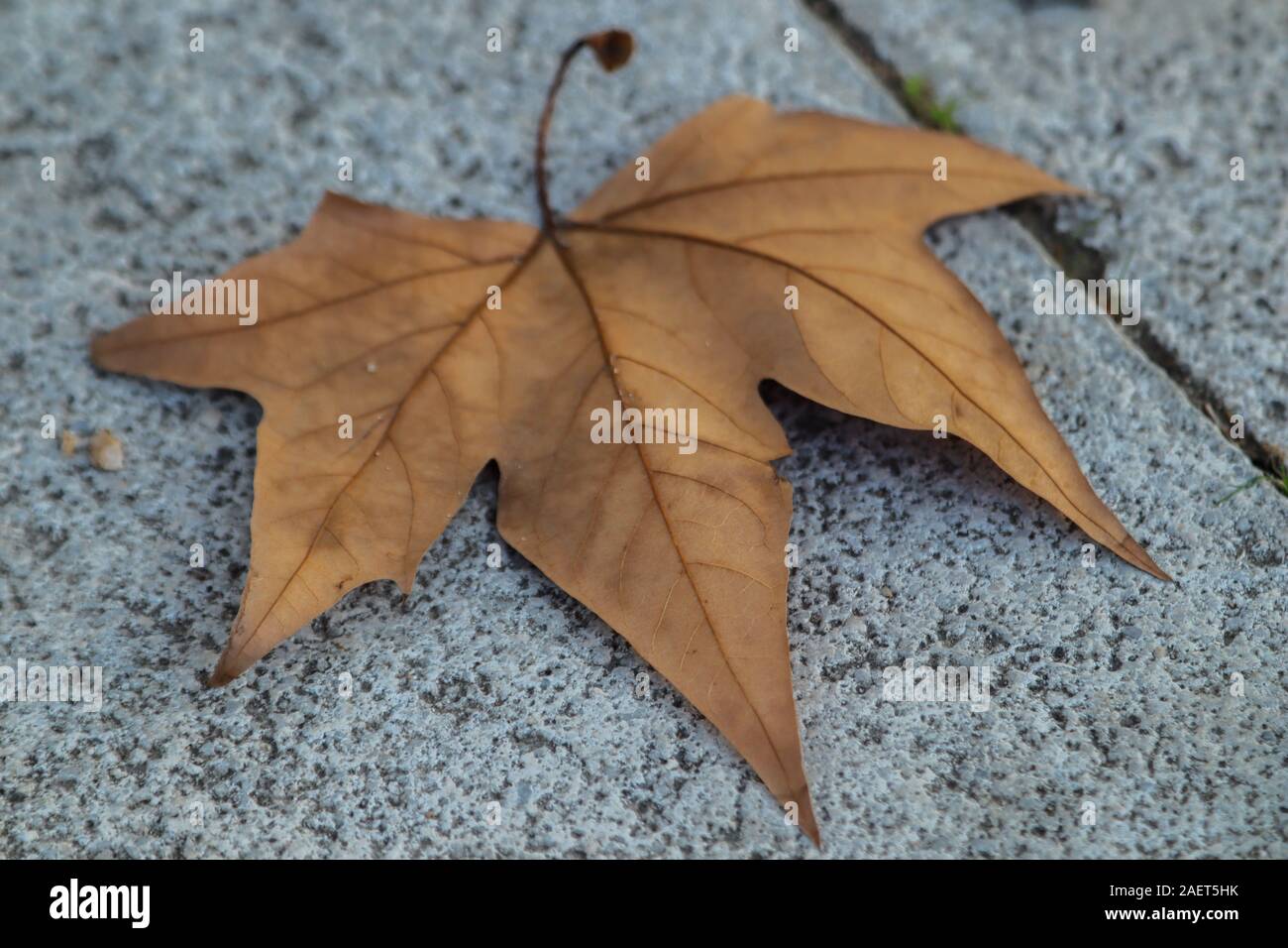 Close up of red leaves on a promenade during autumn Stock Photo