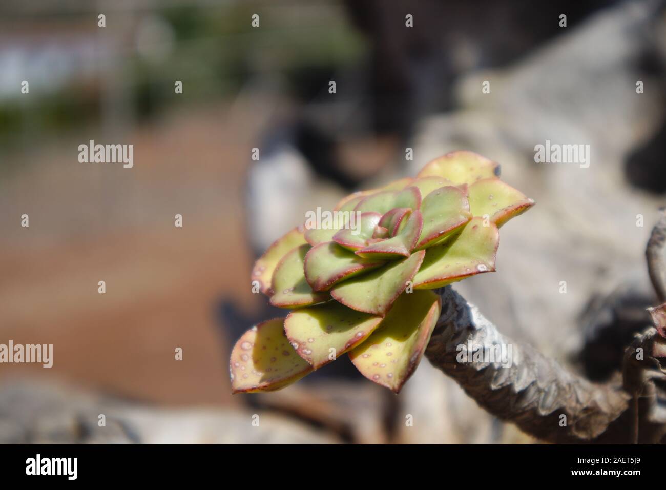 Close-up of a stem of a verode, characteristic plant of the cnary islands that grow on any rocky or even surface above the roofs in the country houses Stock Photo