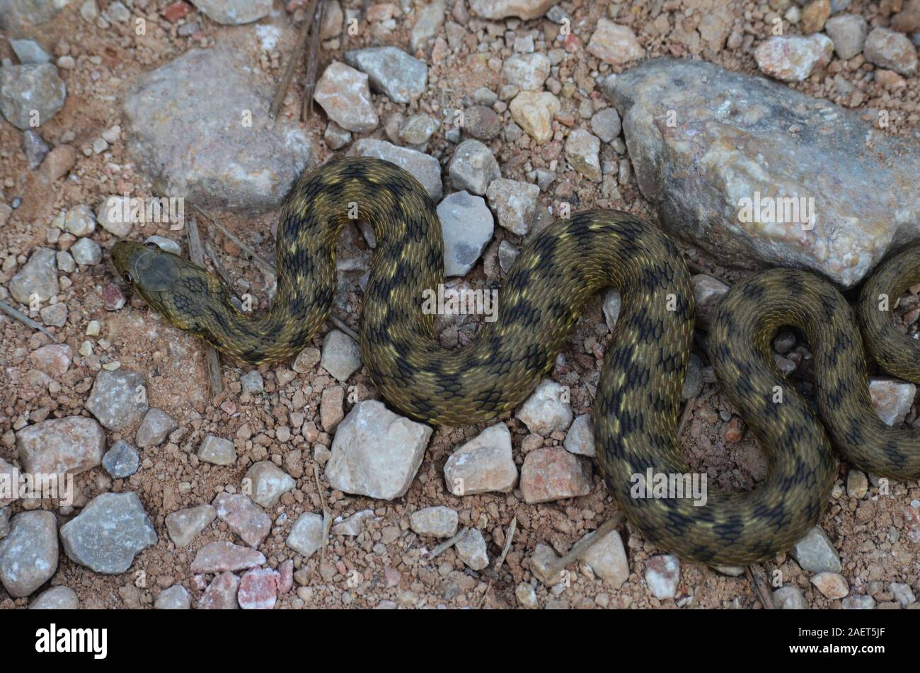 Horseshoe whip snake, Hemorrhois hippocrepis, in Els Ports natural park, Catalonia Stock Photo