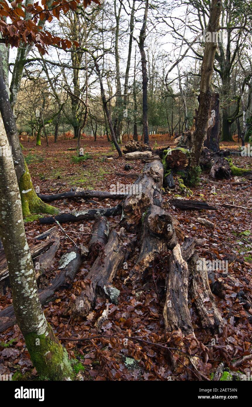 Death trees hi-res stock photography and images - Alamy