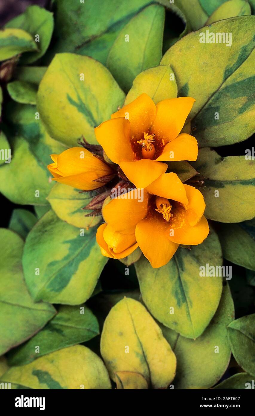 Lysimachia Congestifolia Harry a plant very similar to Lysimachia Outback Sunset. A spreading ground cover evergreen perennial that is frost hardy. Stock Photo