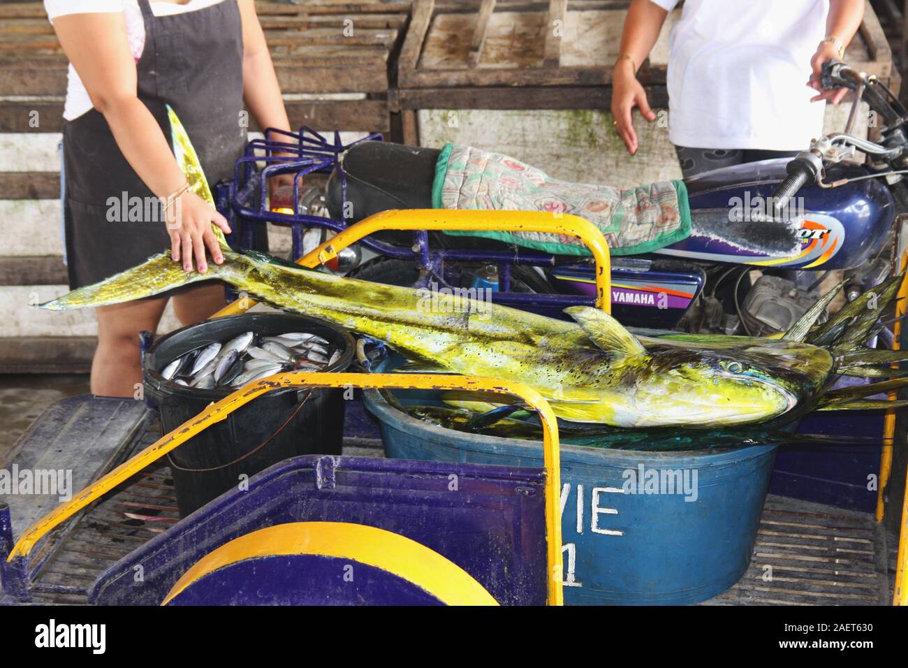 Freshly landed mahi mahi in Santa Cruz fish market, Mindoro island