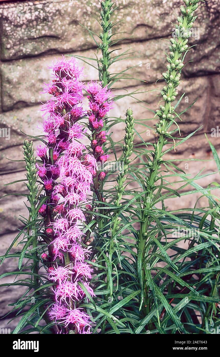Liatris spicata floristan Violet flower spikes starting to flower  A fully hardy perennial that is good for herbaceous or mixed borders Stock Photo
