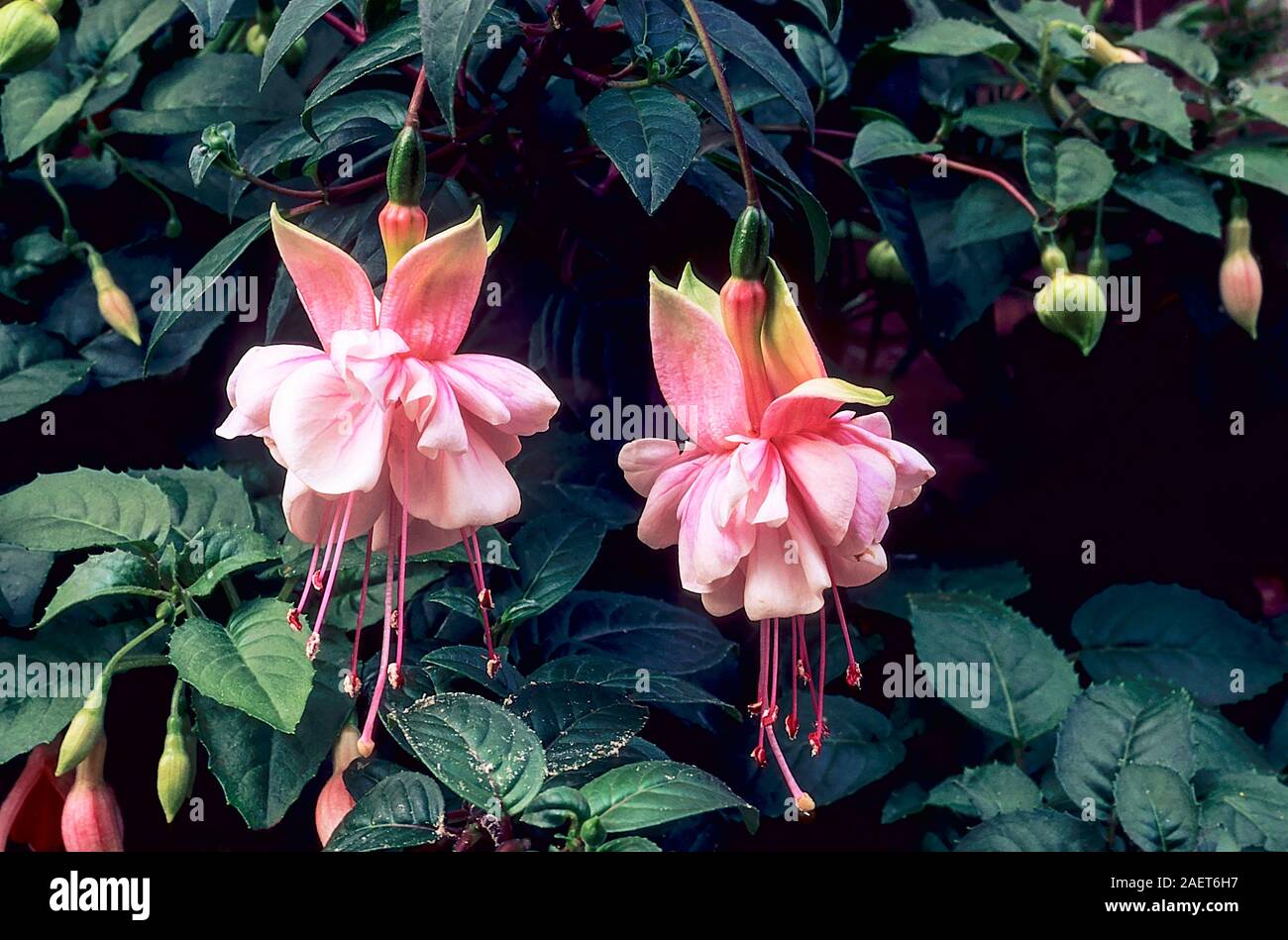 Close up view of fuchsia flowers Southgate. A double pink semi trailing deciduous fuchsia with bushy growth. Ideal for hanging baskets and containers Stock Photo