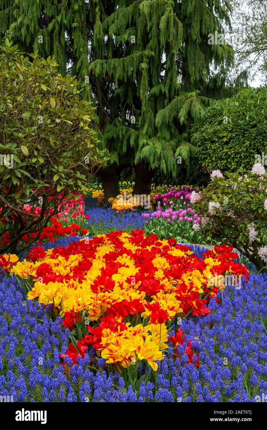 Tulip gardens at the Roozengaarde display Gardens near Mount Vernon, Skagit Valley, Washington